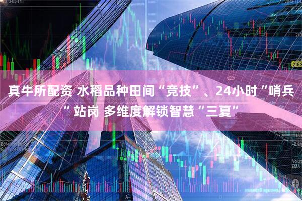 真牛所配资 水稻品种田间“竞技”、24小时“哨兵”站岗 多维度解锁智慧“三夏”